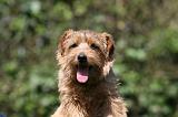 NORFOLK TERRIER 071